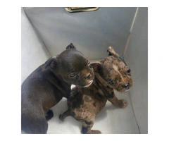 Litter of 6 French Bulldog and Boston Terrier Mix for Sale - 5