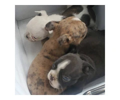 Litter of 6 French Bulldog and Boston Terrier Mix for Sale - 6