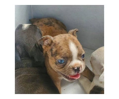 Litter of 6 French Bulldog and Boston Terrier Mix for Sale - 8