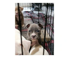 Beautiful gray and white blue nose pup - 2