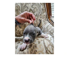 Beautiful gray and white blue nose pup - 3