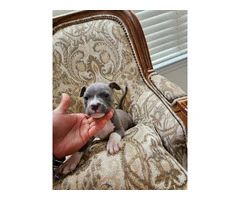 Beautiful gray and white blue nose pup - 4