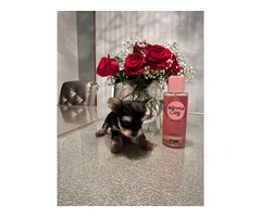 Sweet Yorkie pup for sale - 6