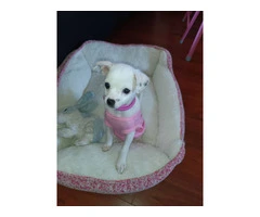 Tiny Chihuahua puppy for sale - 2