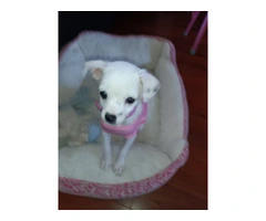 Tiny Chihuahua puppy for sale - 4