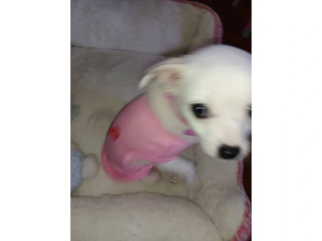 Tiny Chihuahua puppy for sale - 6/8