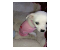 Tiny Chihuahua puppy for sale - 6
