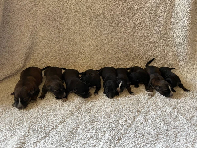 Puppies!! Take a look - 1/14