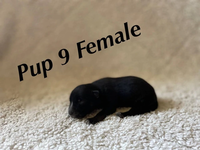 Puppies!! Take a look - 4/14