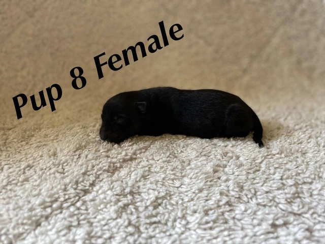Puppies!! Take a look - 6/14