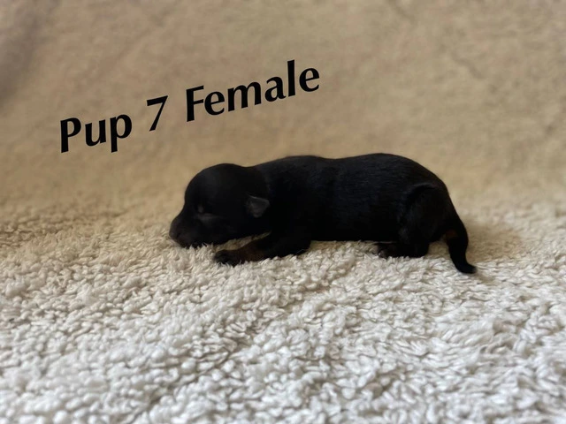 Puppies!! Take a look - 8/14