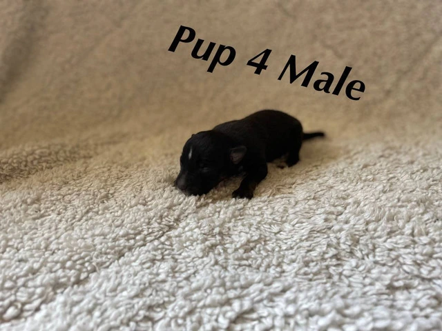 Puppies!! Take a look - 10/14