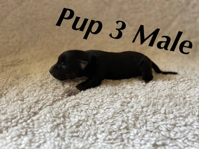 Puppies!! Take a look - 12/14