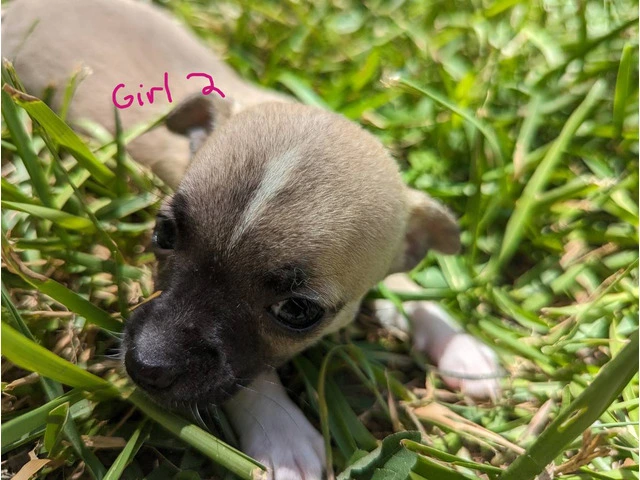 Small Puppies Chihuahua - 2/9