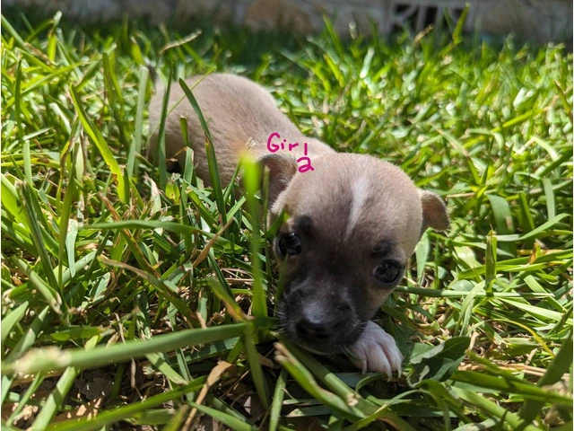 Small Puppies Chihuahua - 3/9