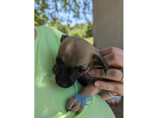 Small Puppies Chihuahua - 5/9