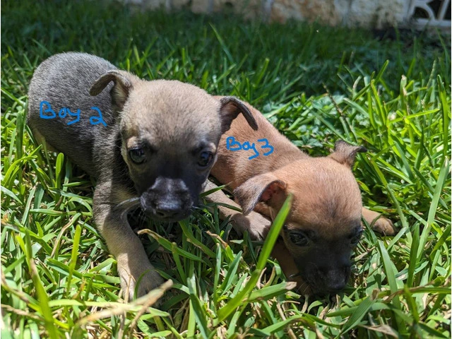 Small Puppies Chihuahua - 6/9