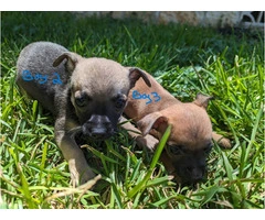 Small Puppies Chihuahua - 6