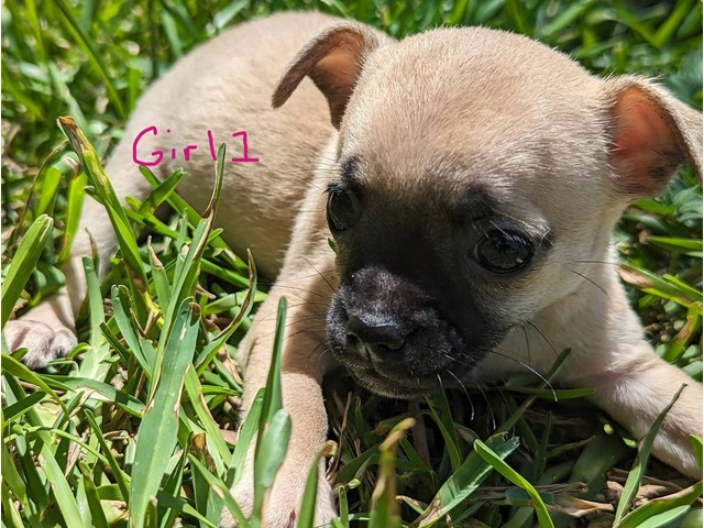 Small Puppies Chihuahua - 7/9