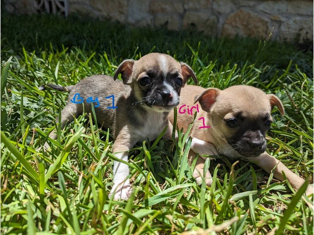 Small Puppies Chihuahua - 8/9