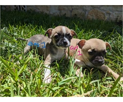 Small Puppies Chihuahua - 8