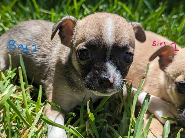 Small Puppies Chihuahua - 9/9