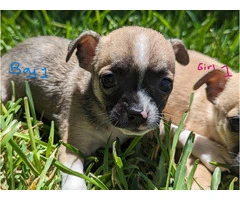 Small Puppies Chihuahua - 9
