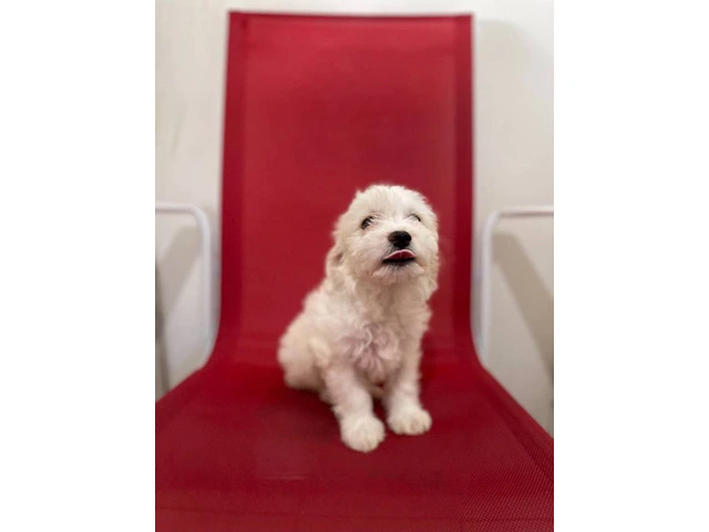 5 Super Cute Maltipoo puppies for sale - 1/6