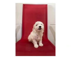5 Super Cute Maltipoo puppies for sale