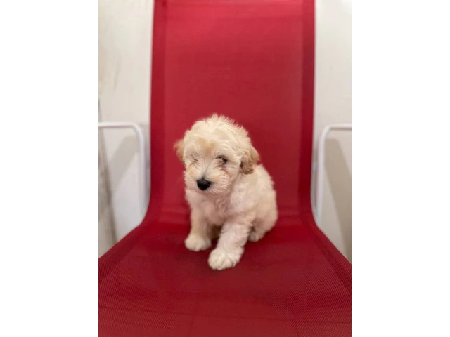 5 Super Cute Maltipoo puppies for sale - 2/6