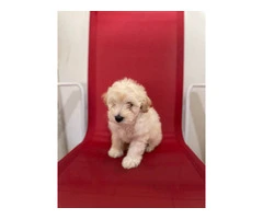5 Super Cute Maltipoo puppies for sale - 2