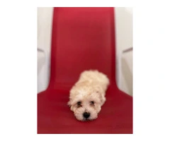 5 Super Cute Maltipoo puppies for sale - 3