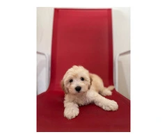 5 Super Cute Maltipoo puppies for sale - 4