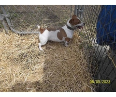Fullblooded Jack Russell puppy - 2