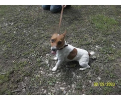 Fullblooded Jack Russell puppy - 6