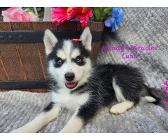 Meet Luna: The Adorable Pomsky Puppy Looking for Her Forever Home