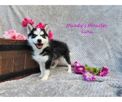 Meet Luna: The Adorable Pomsky Puppy Looking for Her Forever Home - 2