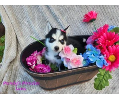Meet Luna: The Adorable Pomsky Puppy Looking for Her Forever Home - 3