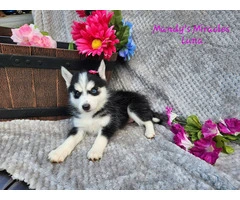 Meet Luna: The Adorable Pomsky Puppy Looking for Her Forever Home - 4