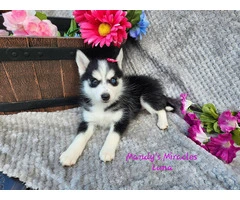Meet Luna: The Adorable Pomsky Puppy Looking for Her Forever Home - 6