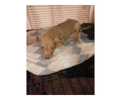 3 Red nose pitbull puppies for rehoming - 2