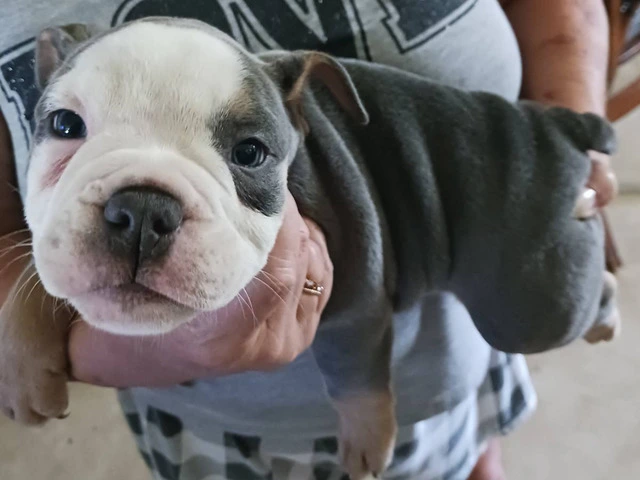 Registered Olde English Bulldoge puppies for sale - 1/12