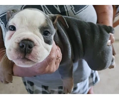 Registered Olde English Bulldoge puppies for sale - 1