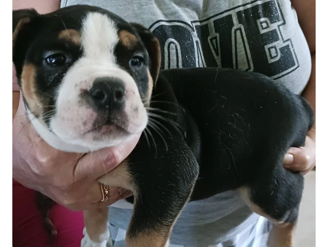 Registered Olde English Bulldoge puppies for sale - 2/12