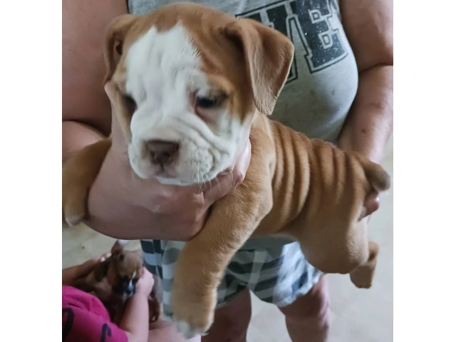 Registered Olde English Bulldoge puppies for sale - 3/12
