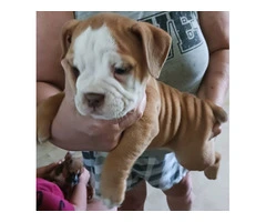 Registered Olde English Bulldoge puppies for sale - 3