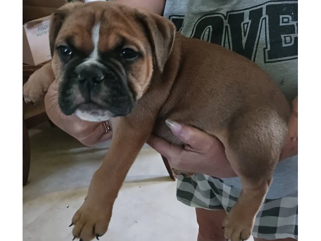Registered Olde English Bulldoge puppies for sale - 4/12