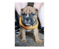 Registered Olde English Bulldoge puppies for sale - 5