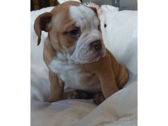 Registered Olde English Bulldoge puppies for sale - 6/12