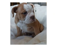 Registered Olde English Bulldoge puppies for sale - 6